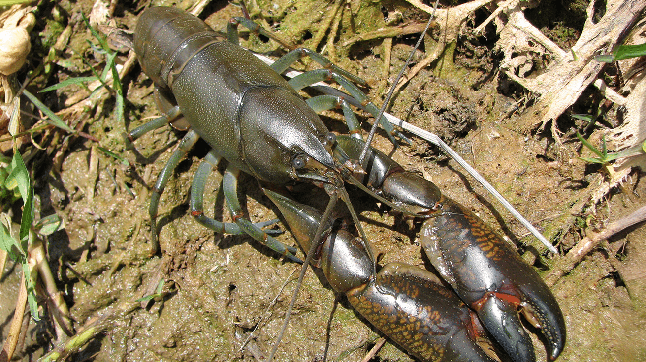 Yabby