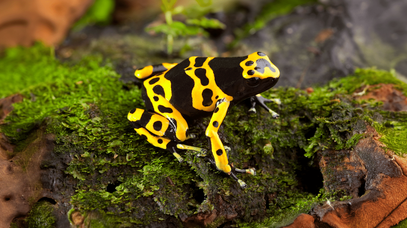 Yellow-banded_Poison_Dart_Frog