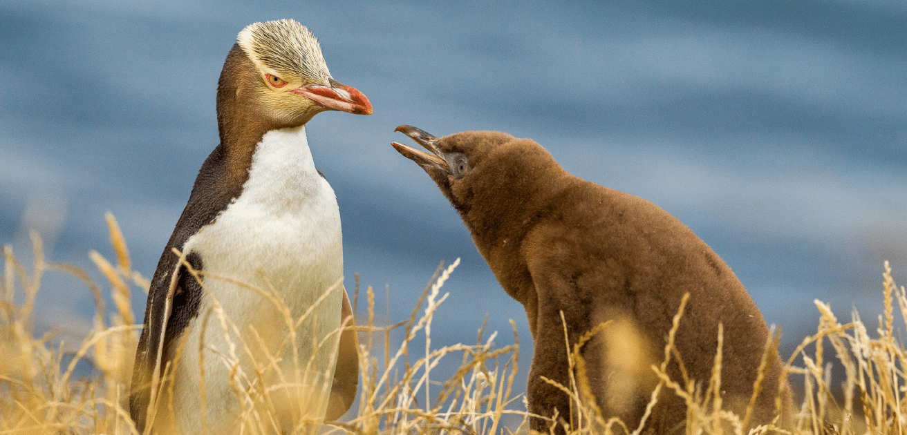 Yellow-eyed_Penguin