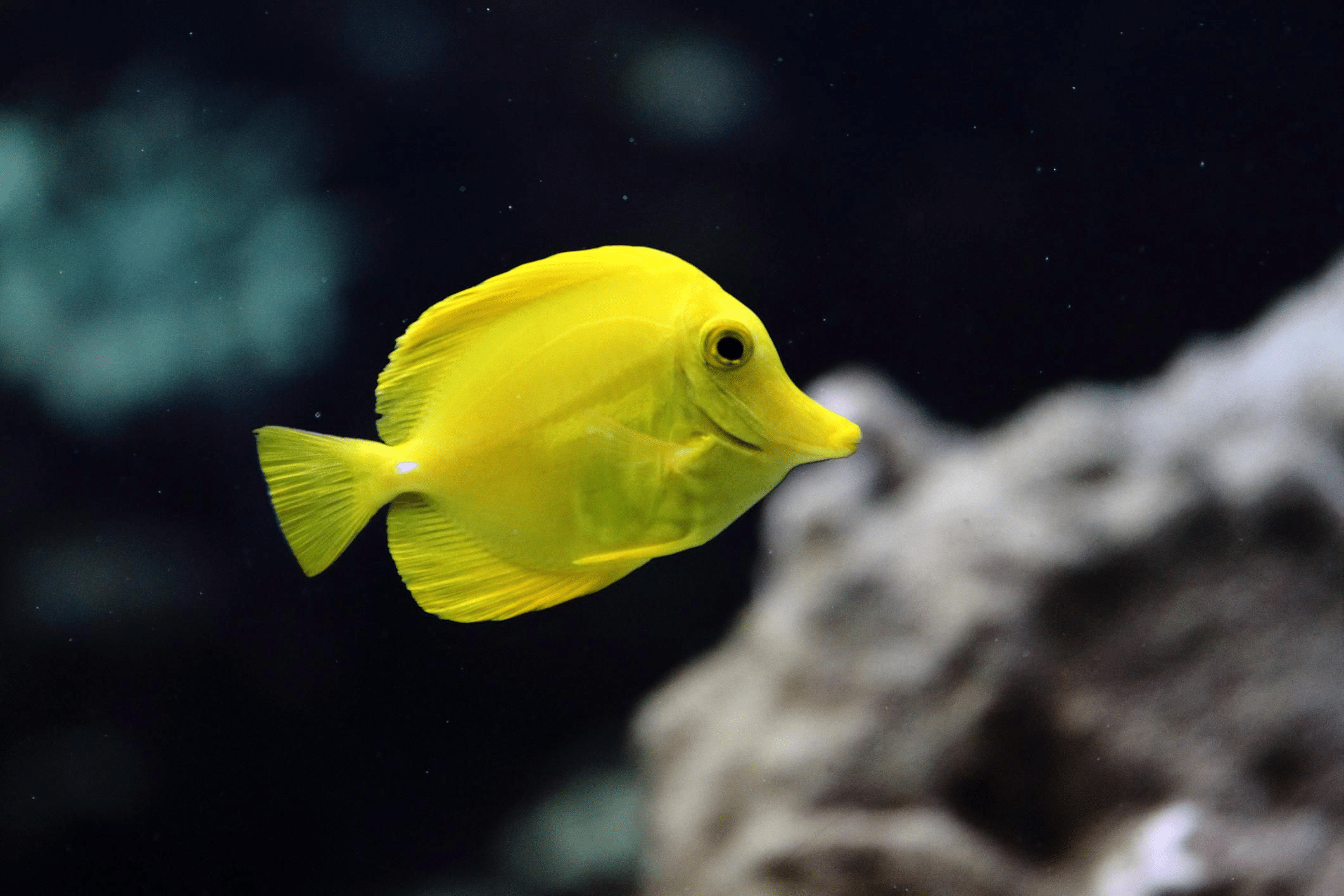 Yellow_Tang