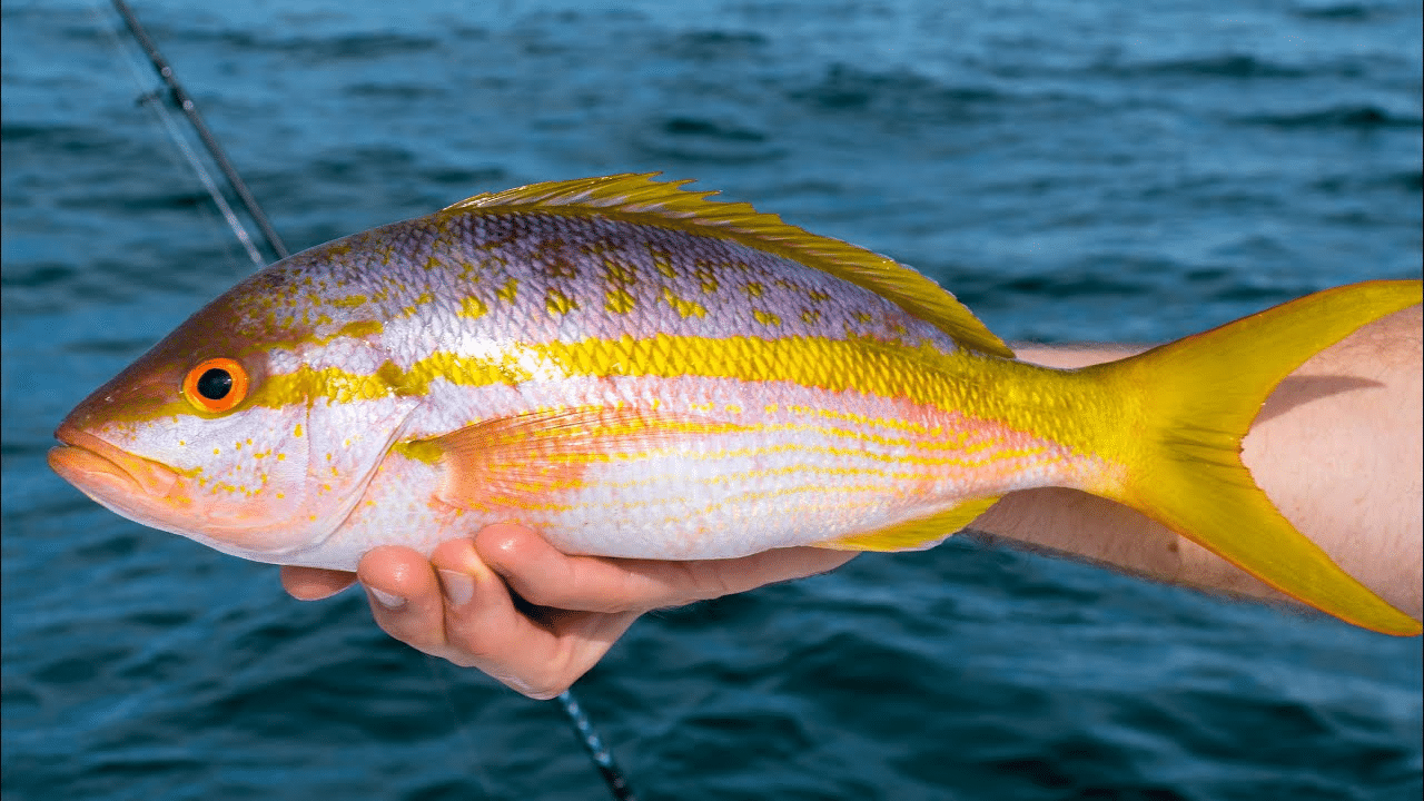 Yellowtail_Snapper