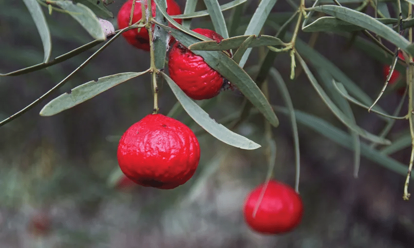 desert quandong