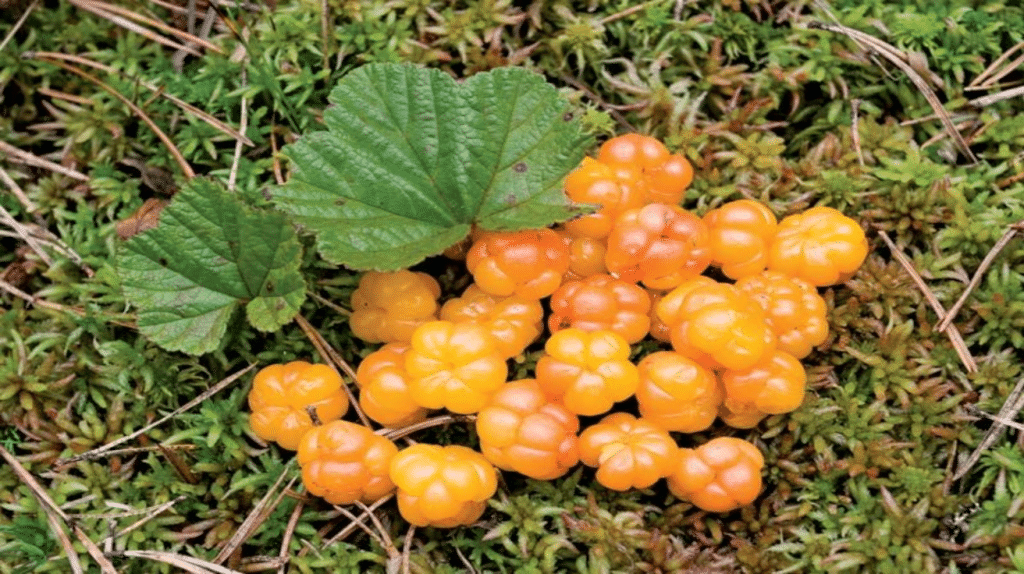 Cloudberry