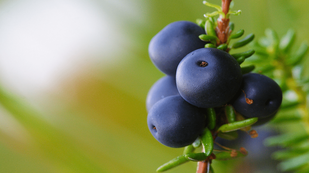 Crowberry