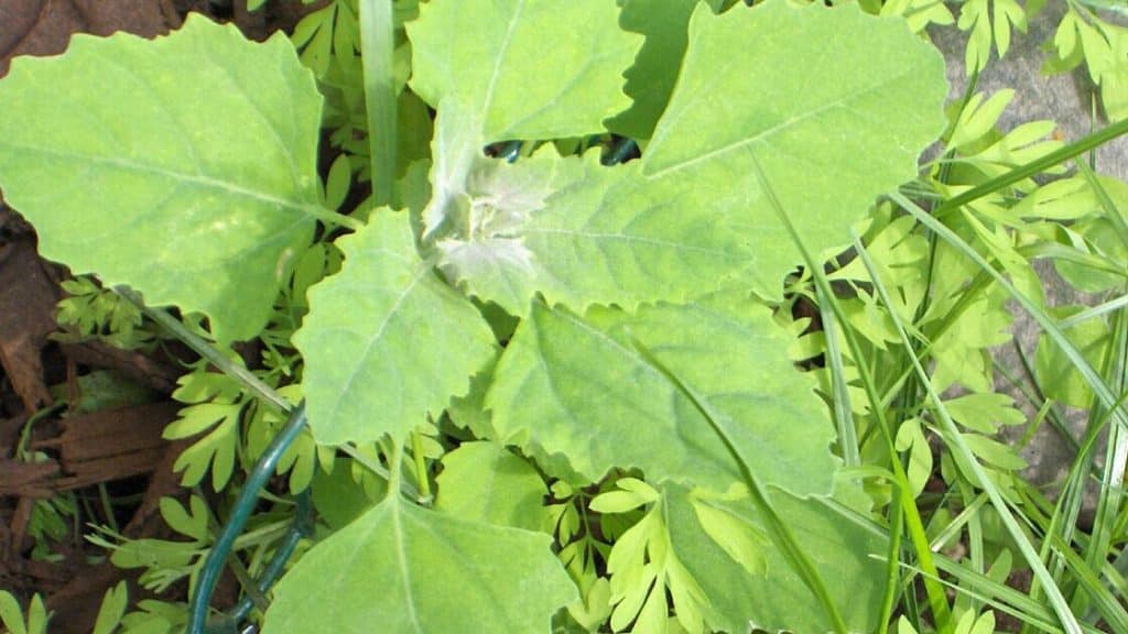 Fat Hen (Wild Spinach)