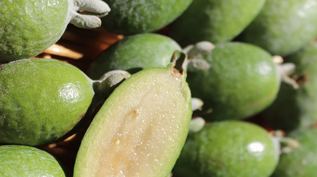 Feijoa