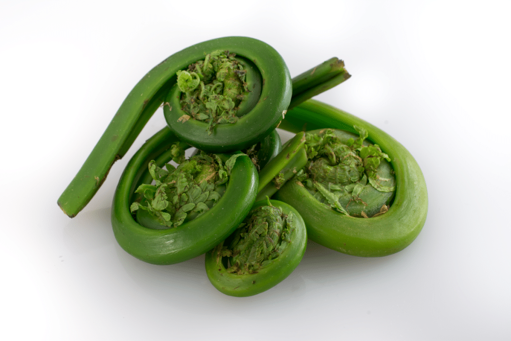 Fiddlehead fern
