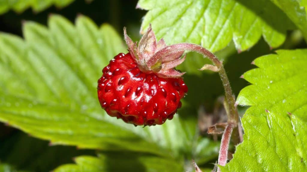 Forest Strawberries